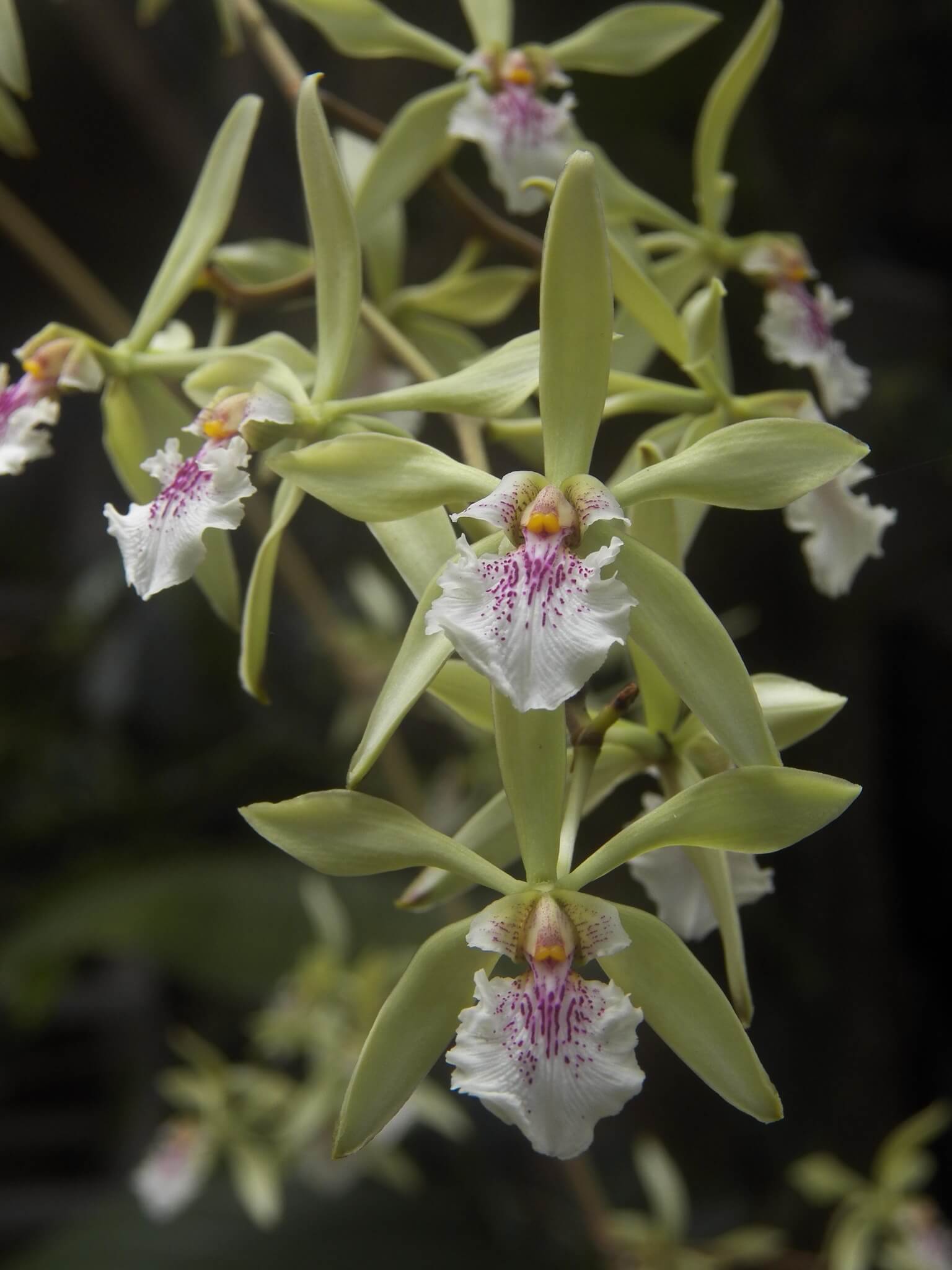 Encyclia ambigua